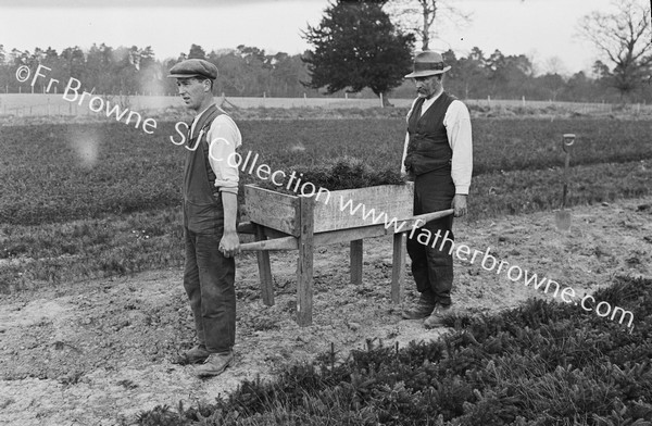 IN THE NURSERY FORESTRY BRING SHOOTS FOR PLANTING